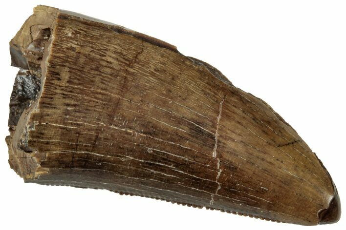 Fossil Dinosaur (Tyrannosaurus rex) Tooth - Montana #315052